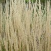 Karl Foerster Reed Grass #2 - Image 2